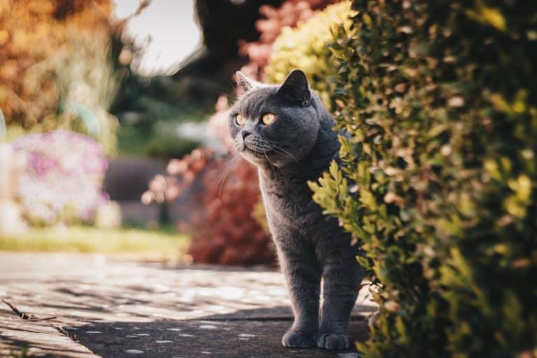 come-allontanare-gatti-giardino-repellente