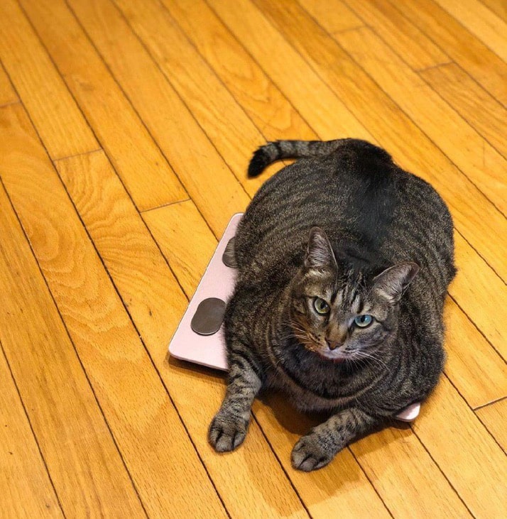gatto-su-bilancia