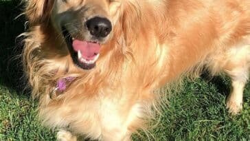 tappetino-refrigerante-per-cani