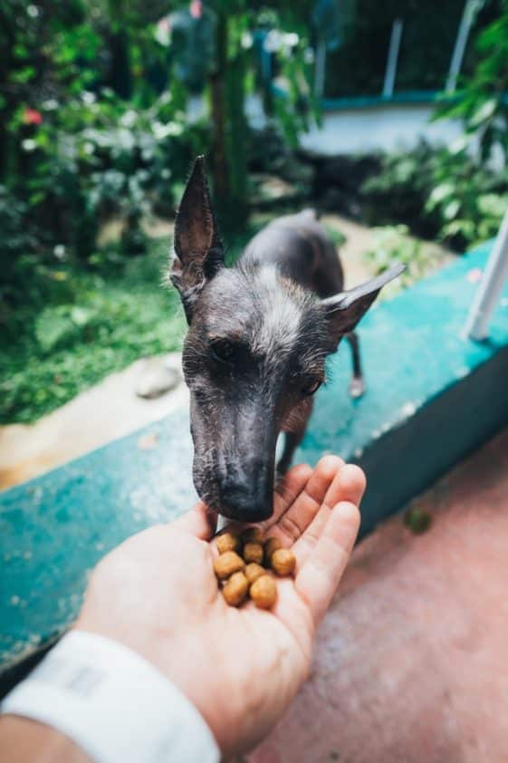 Alimento Per Cani Pressato A Freddo Cosa Significa Il Mio Amico Alimento Per Cani Pressato A Freddo Cosa Significa Il Mio Amico