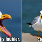 gripping_story_seagull_emits_similar_cry_meme_expression_apparently_uncontrolled_fury_but_in_reality_he_is_laughing-0