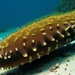 what_is_the_definition_of_habitat_sea_cucumbers_are_found-0